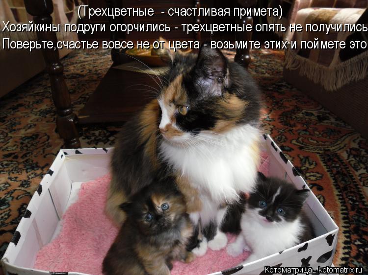 Котоматрица: Хозяйкины подруги огорчились - трехцветные опять не получились... (Трехцветные  - счастливая примета) Поверьте,счастье вовсе не от цвета - во