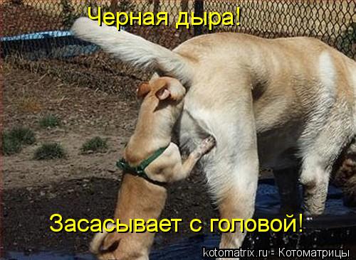 Котоматрица: Черная дыра! Засасывает с головой!