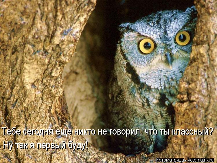 Котоматрица: Тебе сегодня еще никто не говорил, что ты классный? Ну так я первый буду!