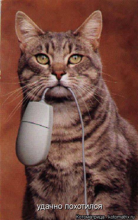 Котоматрица: удачно похотился