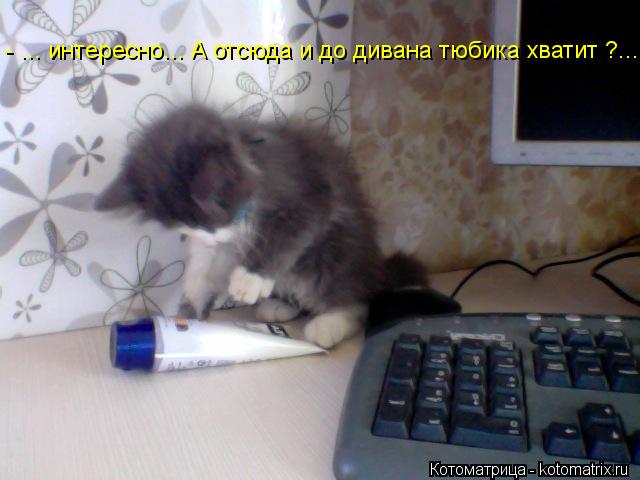 Котоматрица: - ... интересно... А отсюда и до дивана тюбика хватит ?....