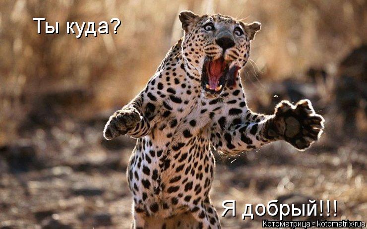Котоматрица: Ты куда?   Я добрый!!!