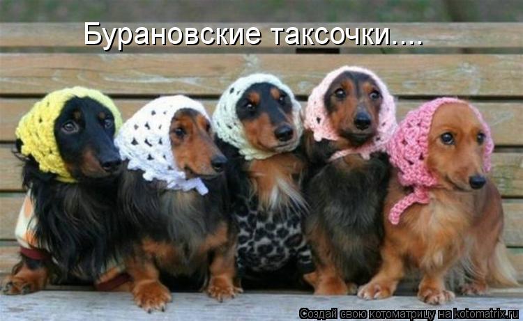 Котоматрица: Бурановские таксочки....