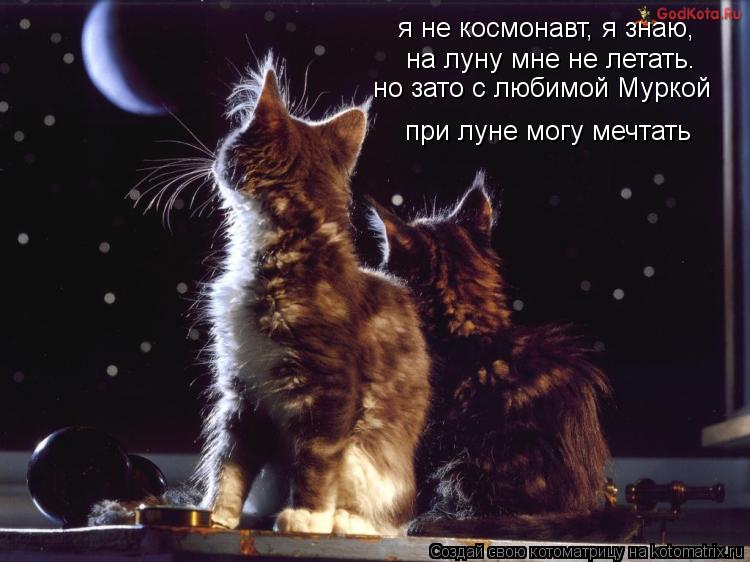 Котоматрица: на луну мне не летать. но зато с любимой Муркой при луне могу мечтать я не космонавт, я знаю,