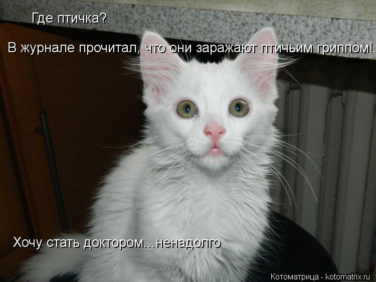 Котоматрица: Где птичка? В журнале прочитал, что они заражают птичьим гриппом! Хочу стать доктором...ненадолго