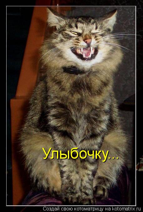 Котоматрица: Улыбочку...