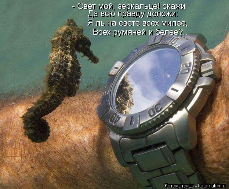 Котоматрица: - Свет мой, зеркальце! скажи  Да всю правду доложи:  Я ль на свете всех милее,  Всех румяней и белее?..