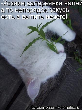 Котоматрица: -Хозяин,валерьянки налей, а то непорядок:закусь  есть,а выпить нечего!