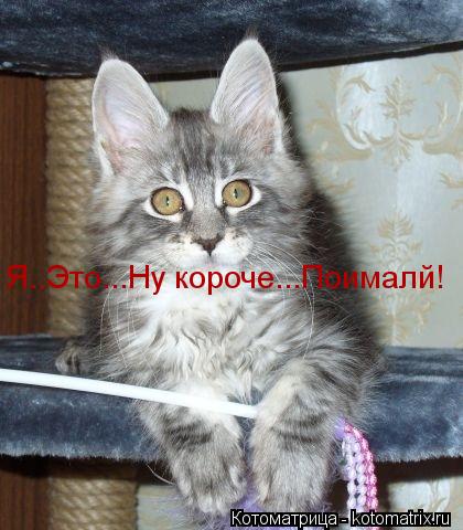 Котоматрица: Я..Это...Ну короче...Поималй!