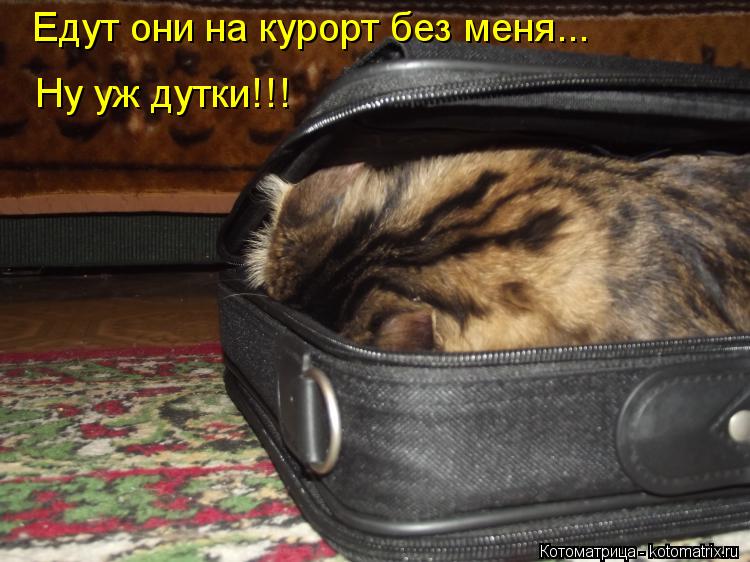 Ну уж дутки!!! Едут они на курорт без меня...... Котоматрица: Ну уж дутки!!! Едут они на курорт без меня...