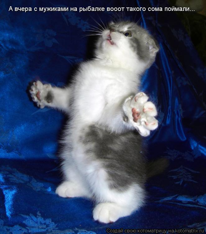Котоматрица: А вчера с мужиками на рыбалке вооот такого сома поймали...