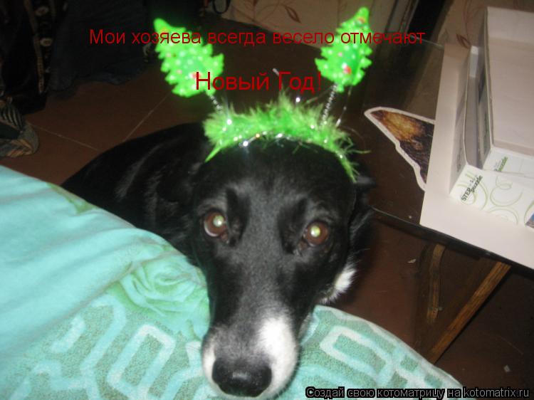 Котоматрица: Мои хозяева всегда весело отмечают  Новый Год!