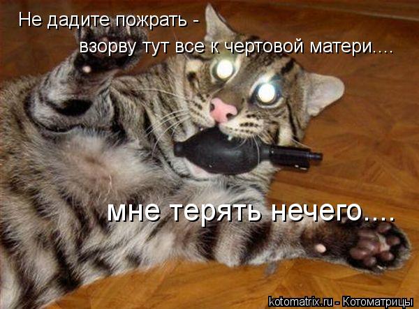 Котоматрица: Не дадите пожрать -   взорву тут все к чертовой матери.... мне терять нечего....