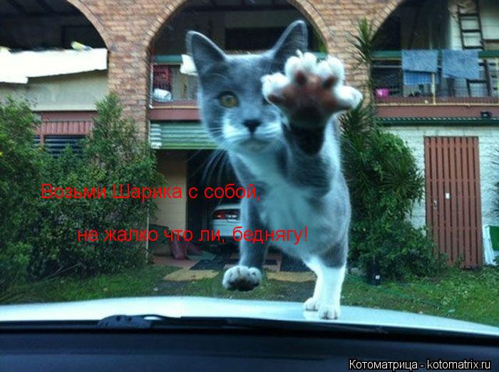 Котоматрица: Возьми Шарика с собой, не жалко что ли, беднягу!