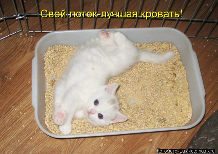 Котоматрица: Свой лоток-лучшая кровать!