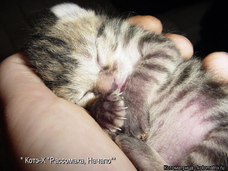 Котоматрица: " Котэ-Х "Рассомаха, Начало"" " Котэ-Х "Рассомаха, Начало""