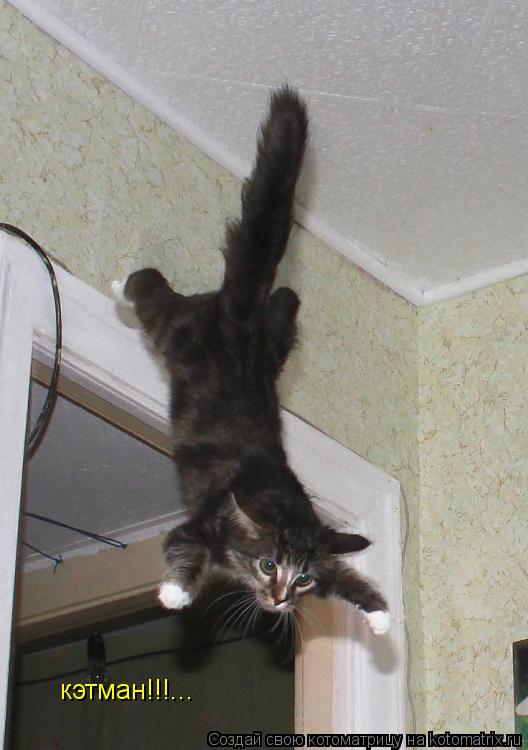 Котоматрица: кэтман!!!...