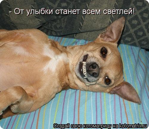 Котоматрица: - От улыбки станет всем светлей! - От улыбки станет всем светлей!