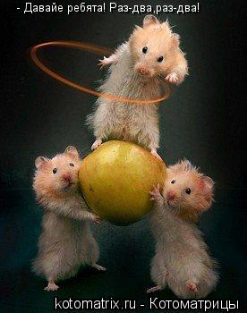 Котоматрица: - Давайе ребята! Раз-два,раз-два!