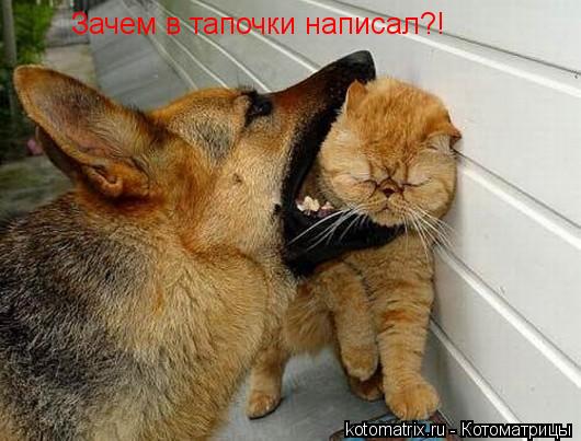 Котоматрица: Зачем в тапочки написал?!
