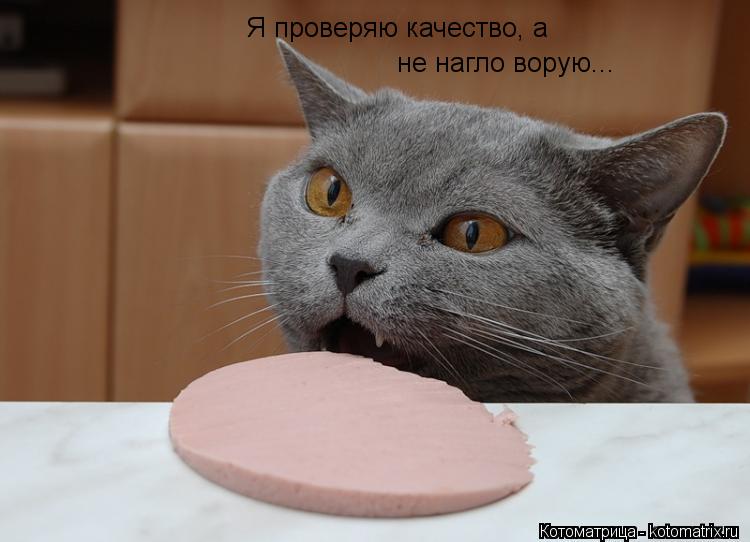 Котоматрица: Я проверяю качество, а  не нагло ворую...