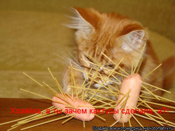 Котоматрица: Хозяйка, а ты зачем кактусы сделала, а?!