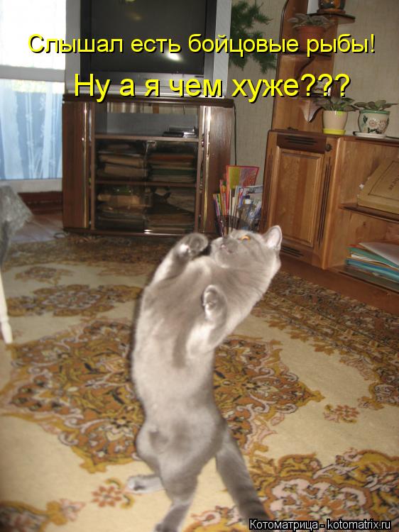 Котоматрица: Слышал есть бойцовые рыбы! Ну а я чем хуже???
