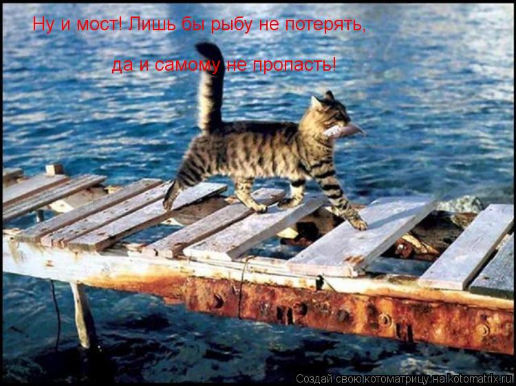 Котоматрица: Ну и мост! Лишь бы рыбу не потерять, да и самому не пропасть!