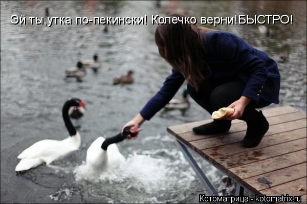 Котоматрица: Эй ты,утка по-пекински! Колечко верни!БЫСТРО!