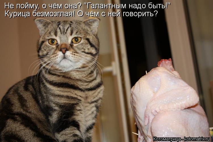 Котоматрица: Не пойму, о чём она? "Галантным надо быть!" Курица безмозглая! О чём с ней говорить?