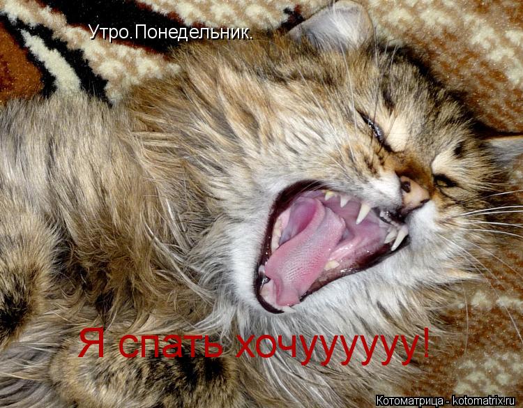 Котоматрица: Утро.Понедельник. Я спать хочуууууу!