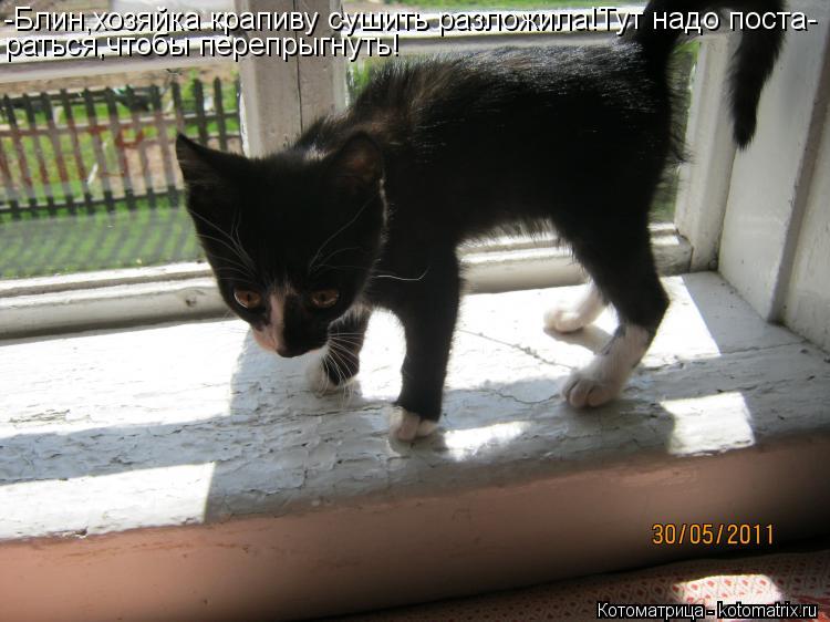 Котоматрица: -Блин,хозяйка крапиву сушить разложила!Тут надо поста- раться,чтобы перепрыгнуть!