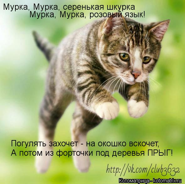 Мурка, Мурка, серенькая шкурка Мурка, Мурка, розовый язык! Погулять захочет - на окошко вскочет, А по... Котоматрица: Мурка, Мурка, серенькая шкурка Мурка, Мурка, розовый язык! Погулять захочет - на окошко вскочет, А потом из форточки под деревья ПРЫГ!