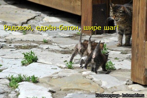 Котоматрица: Рядовой, едрён-батон, шире шаг!