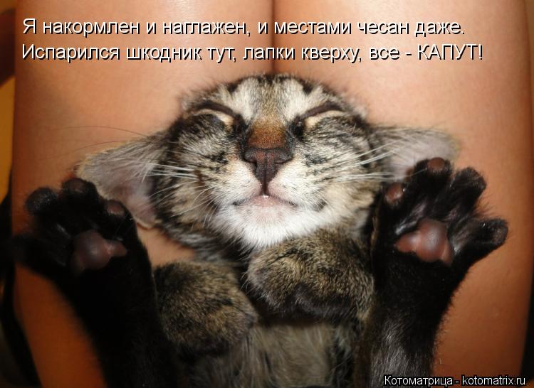 Котоматрица: Я накормлен и наглажен, и местами чесан даже. Испарился шкодник тут, лапки кверху, все - КАПУТ!
