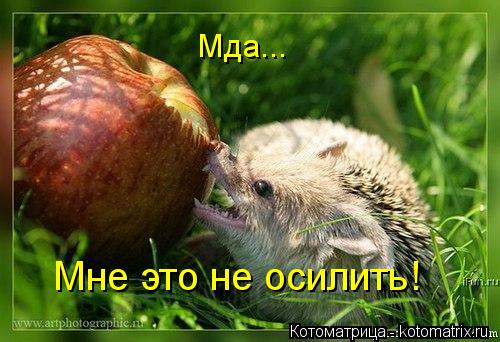 Котоматрица: Мда... Мне это не осилить!