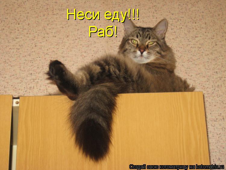 Котоматрица: Неси еду!!! Раб!