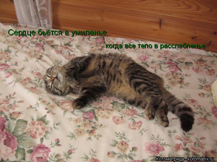 Котоматрица: Сердце бьётся в умиленье,. когда все тело в расслабленье..