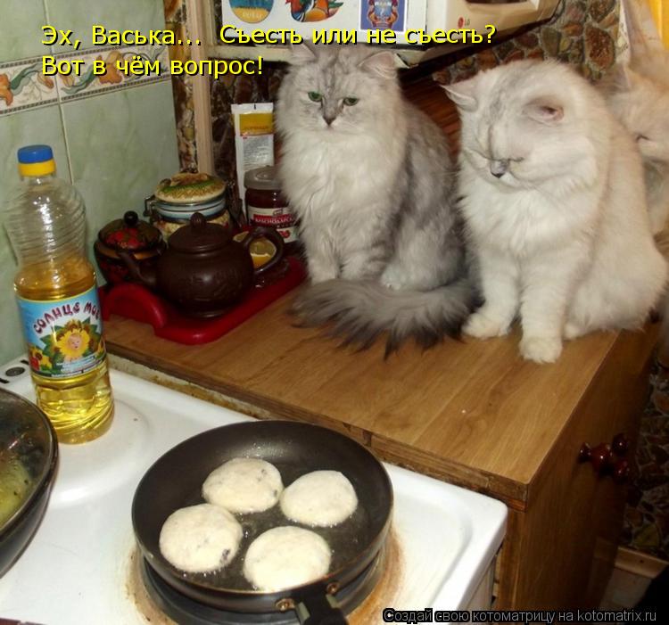 Эх, Васька... Съесть или не съесть? Вот в чём вопрос!... Котоматрица: Эх, Васька... Съесть или не съесть? Вот в чём вопрос!