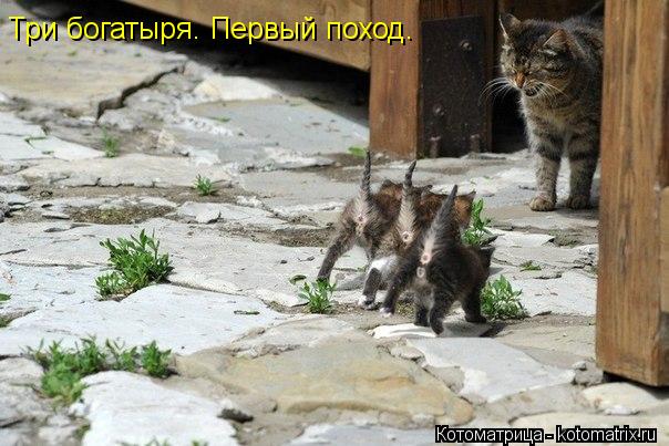 Котоматрица: Три богатыря. Первый поход.