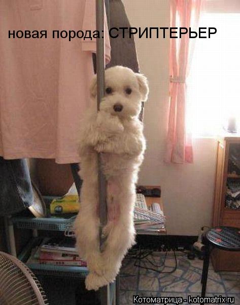 Котоматрица: новая порода: СТРИПТЕРЬЕР