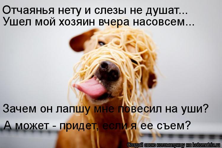 Котоматрица: Отчаянья нету и слезы не душат... Ушел мой хозяин вчера насовсем... Зачем он лапшу мне повесил на уши? А может - придет, если я ее съем?