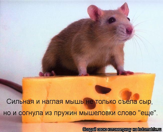 Котоматрица: но и согнула из пружин мышеловки слово "еще". Сильная и наглая мышь не только съела сыр,