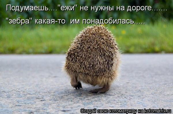 Котоматрица: "зебра" какая-то  им понадобилась..... Подумаешь...."ежи" не нужны на дороге.......