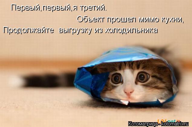 Первый,первый,я третий. Первый,первый,я третий. Объект прошел мимо кухни, Продолжайте выгрузку из хо... Котоматрица: Первый,первый,я третий. Первый,первый,я третий. Объект прошел мимо кухни, Продолжайте выгрузку из холодильника