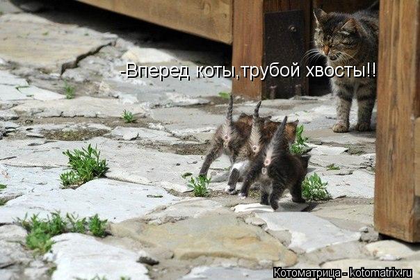 Котоматрица: -Вперед коты,трубой хвосты!!