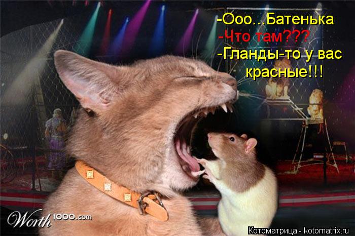 Котоматрица: -Ооо...Батенька  -Что там??? -Гланды-то у вас  красные!!!