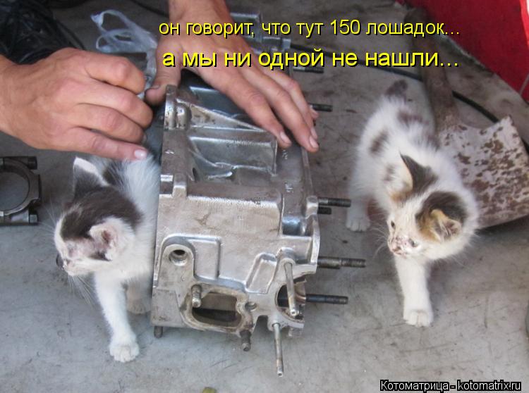 он говорит, что тут 150 лошадок... а мы ни одной не нашли...... Котоматрица: он говорит, что тут 150 лошадок... а мы ни одной не нашли...