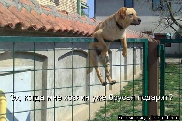 Котоматрица: Эх, когда мне хозяин уже брусья подарит?