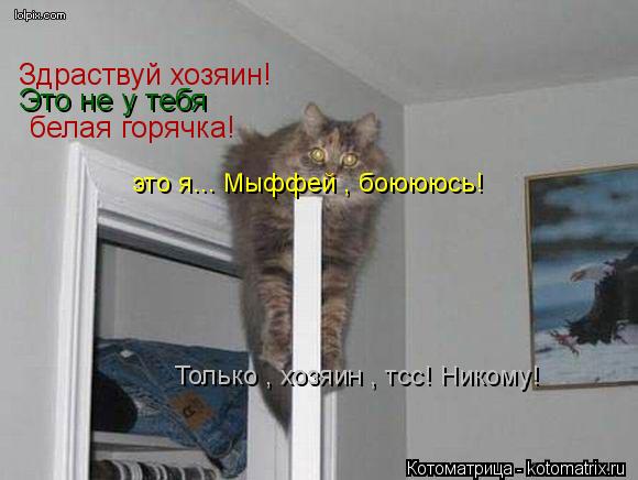 Котоматрица: Здраствуй хозяин! Это не у тебя   белая горячка! это я... Мыффей , боюююсь! Только , хозяин , тсс! Никому!